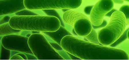 Legionella Bacteria